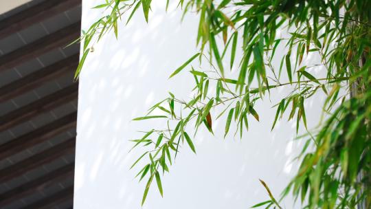 竹子竹林竹竿高清在线视频素材下载