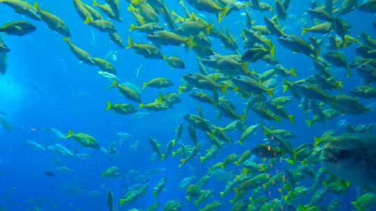 鱼群 海洋馆 水族馆 海底世界视频素材模板下载
