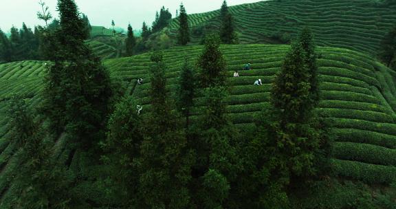 春天的茶山航拍风景茶叶采摘