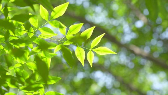 逆光唯美春天嫩叶清新植物