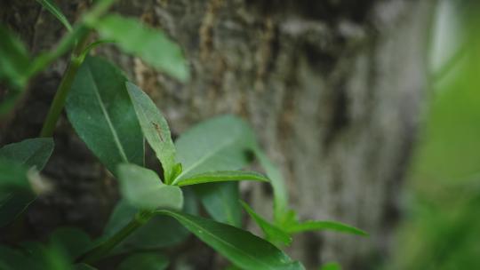 【正版素材】春天绿色植物FX0439