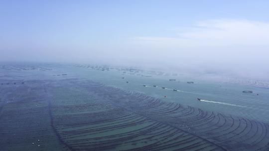 渔船出海打捞海带