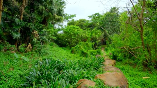 绿野仙踪丛林秘境石头小路