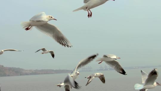 特写美丽的海鸥在空中自由的飞翔慢动作