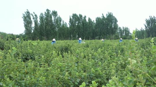 航拍金银花种植加工收获