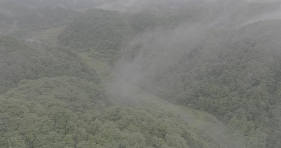 大自然森林茶园村庄云雾大山云海