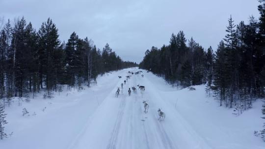 4K航拍雪地驯鹿麋鹿蹦跑冰雪