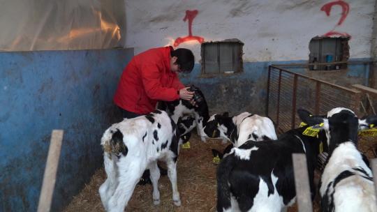奶牛 小奶牛 奶牛场 奶牛养殖 (150)