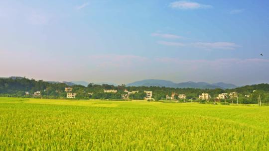 乡村田野水稻