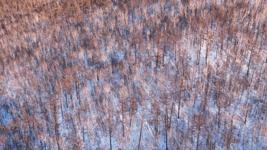 航拍林海雪原暮色森林