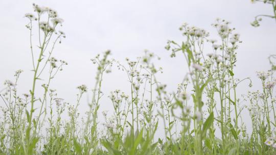 小清新鲜花阳光和雏菊