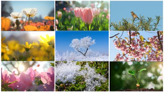 春回大地 万物复苏 百花齐放 春天空镜