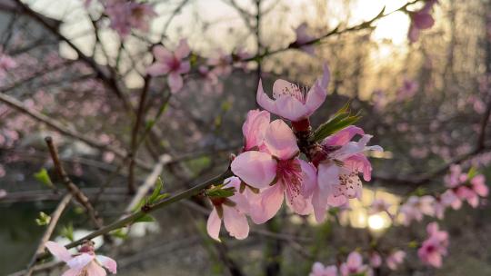 黄昏时分的桃花特写