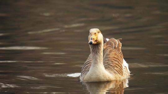 湿地生态环境鸭子大雁游泳