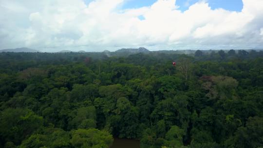 直升机在雨林上空低空飞行