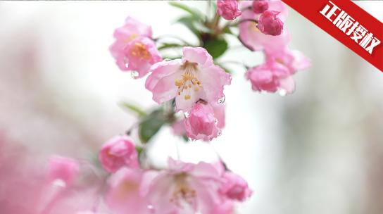 樱花 垂丝海棠 鲜花盛开粉色视频素材模板下载