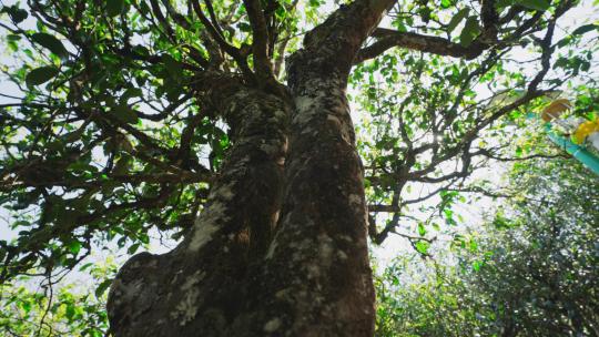 4K-普洱古树茶，藤条古树，大叶种古树