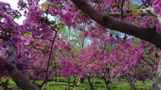 春天森林公园海棠花盛放唯美清新浪