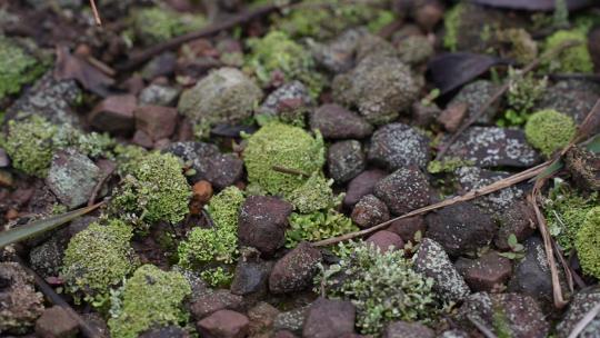 小石头上面生长的苔藓
