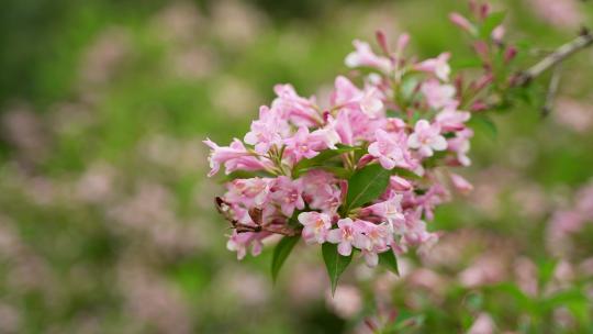 4K花卉植物素材——海仙花