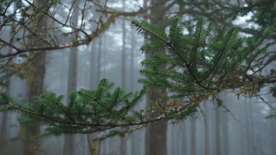 下雨天迷雾森林中的松树枝叶