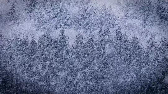 冬季森林鹅毛大雪