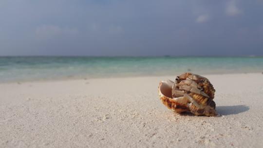 沙滩上寄居蟹爬出海螺壳