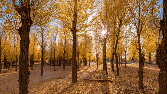 秋天白杨树树林延时拍摄