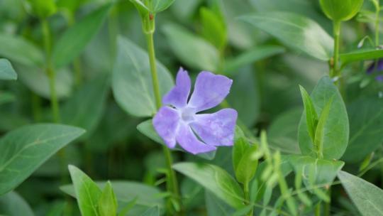 绿叶小草紫花