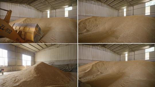 基层粮点 小麦储存高清在线视频素材下载