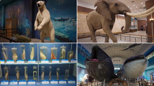 鲸鱼标本自然博物馆高清在线视频素材下载
