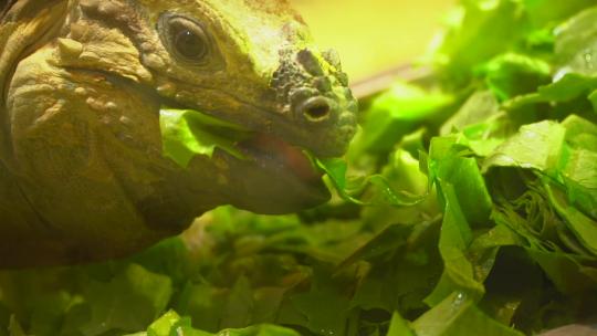 一只蜥蜴在吃蔬菜慢动作