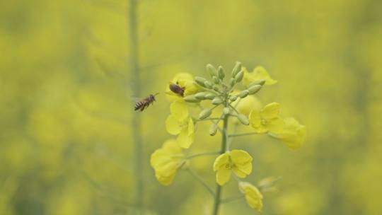 春季蜜蜂在油菜花上采蜜