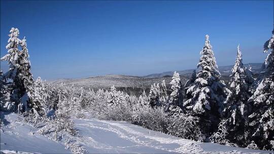 树林雪景实拍