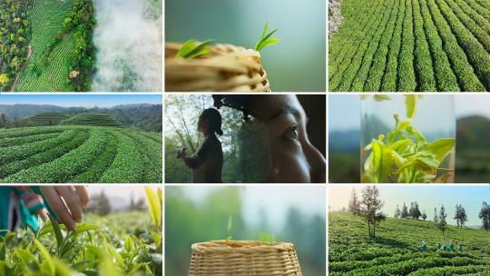 茶宣传片茶叶茶山采茶春茶绿茶喝茶茶园茶高清在线视频素材下载