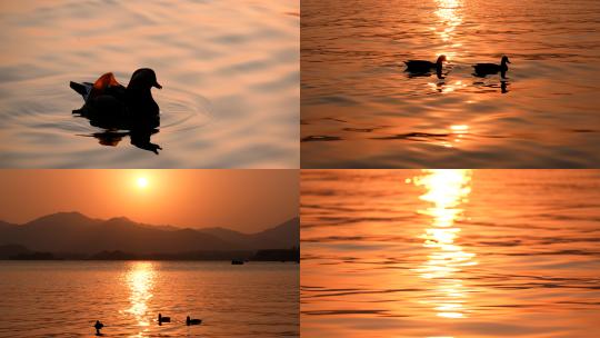 夕阳下的鸳鸯在西湖上戏水高清在线视频素材下载