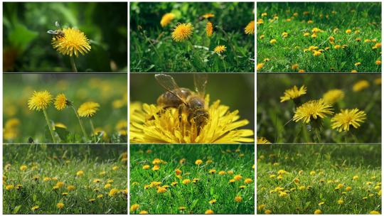 春天草地里盛开的蒲公英和蜜蜂采蜜高清在线视频素材下载