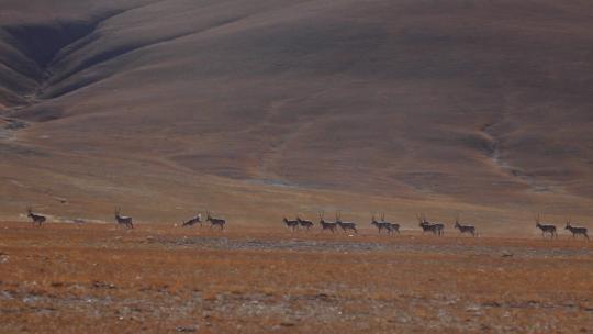 迁徙中的藏羚羊