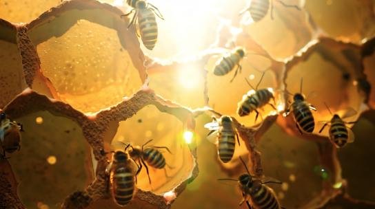 蜂蜜养蜂蜂窝蜂蜜广告