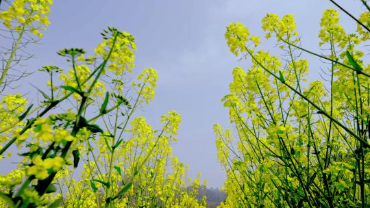 油菜花空镜