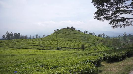 绿茶种植园