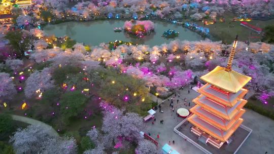 武汉东湖樱园樱花绽放灯光秀美丽绝伦
