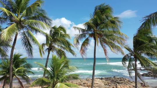 美丽的海滩与棕榈树