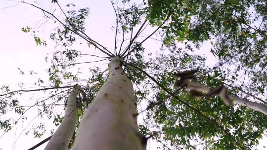 【实拍视频】桉树 树叶 丛林 大树 树叶