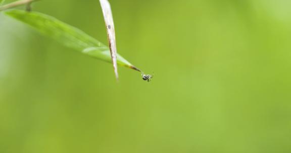 4kl1鼎湖山 植被特写  蜘蛛