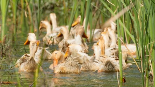 乡村散养鸭子在池塘里游泳