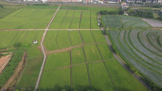 深圳光明小镇欢乐田园-水稻田航拍