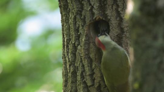 啄木鸟喂食幼鸟树洞鸟窝