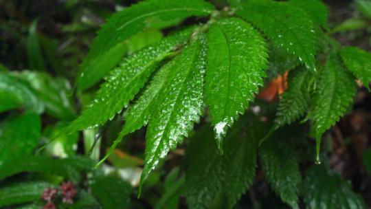 下雨天雨滴落在绿色叶子上