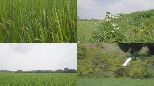 绿油油的稻田  白鸟特写 美丽乡村高清在线视频素材下载